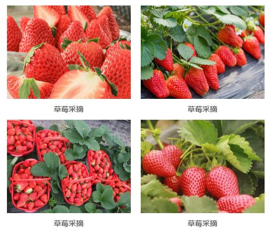 通过分析如今草莓采摘消费市场现状分析采摘基地的发展策略（2）