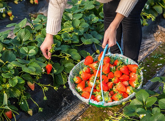 有关泰安草莓采摘园的建设建议