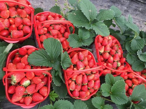观光型草莓采摘园种植管理技术要点