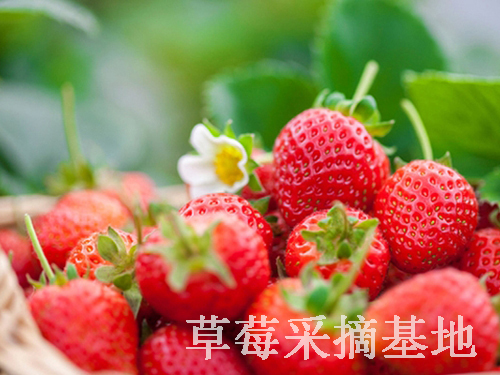 开放性泰安草莓采摘基地让游客有更丰富的采摘体验