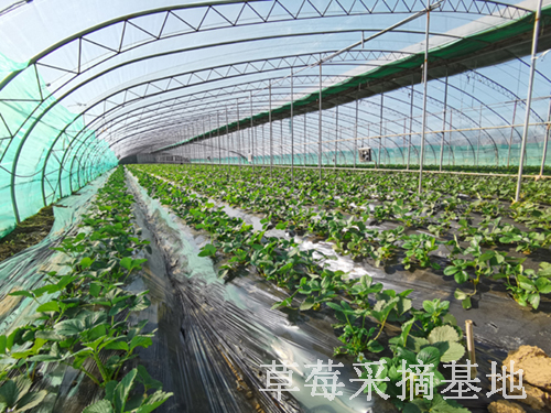 泰安草莓采摘厂家：山东地区观光型草莓种植，该选择什么品种？
