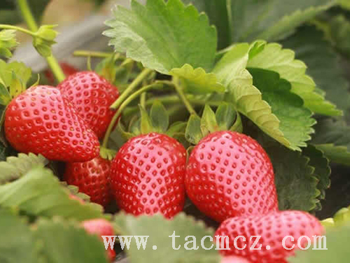 白色的草莓品种好吃吗？采摘要注意些什么？