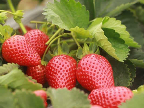 又到了草莓采摘季，去草莓种植采摘基地要注意些什么？